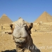 camel_giza_cai_h_0022_egy1079.jpg